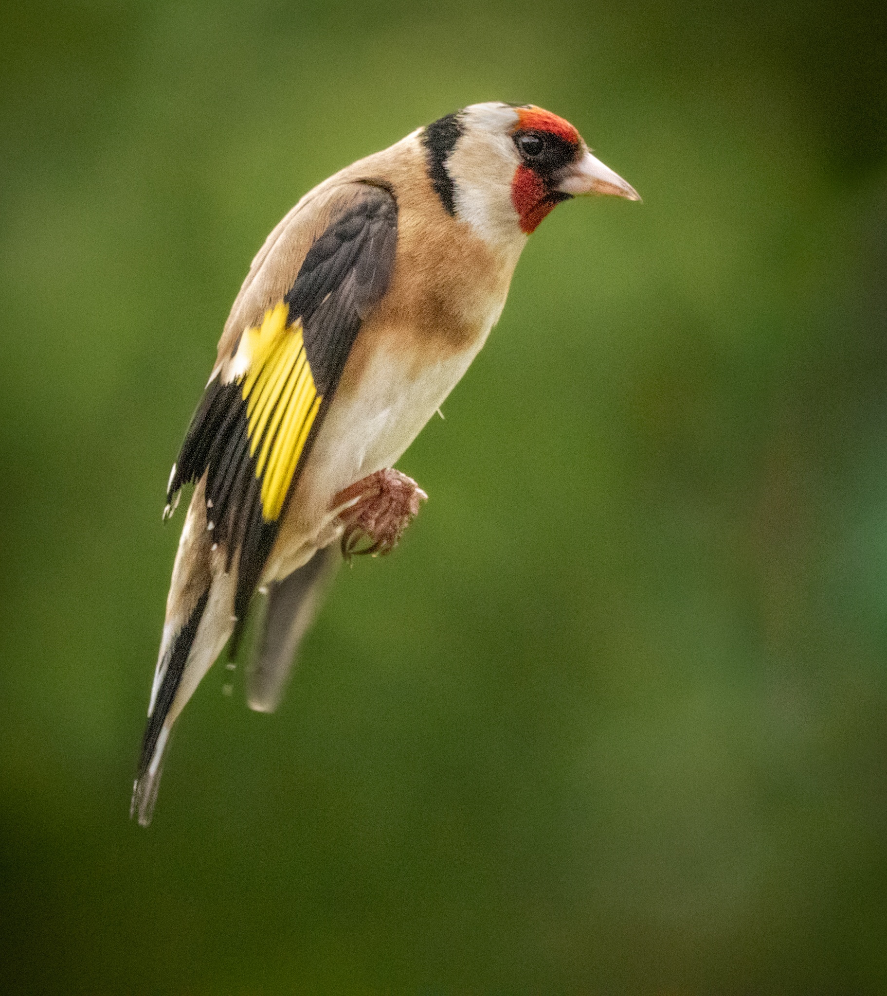 Photography of a Goldfinch in flight